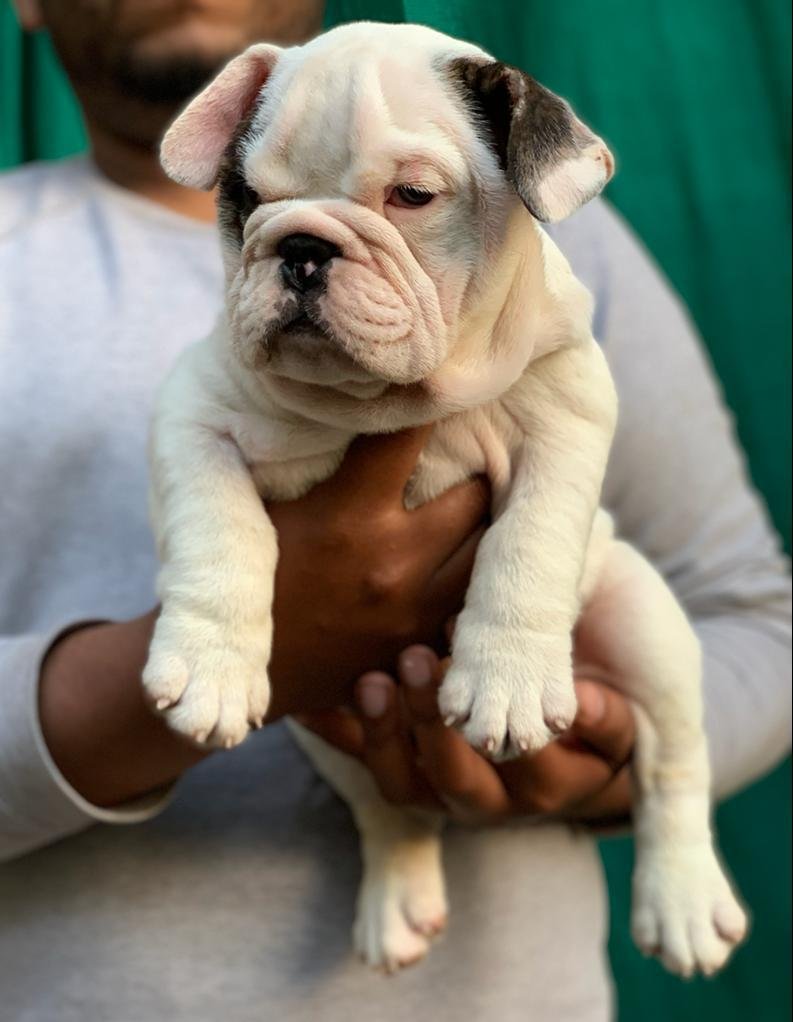Purchase Friendly English bulldog Puppy from Mumbai